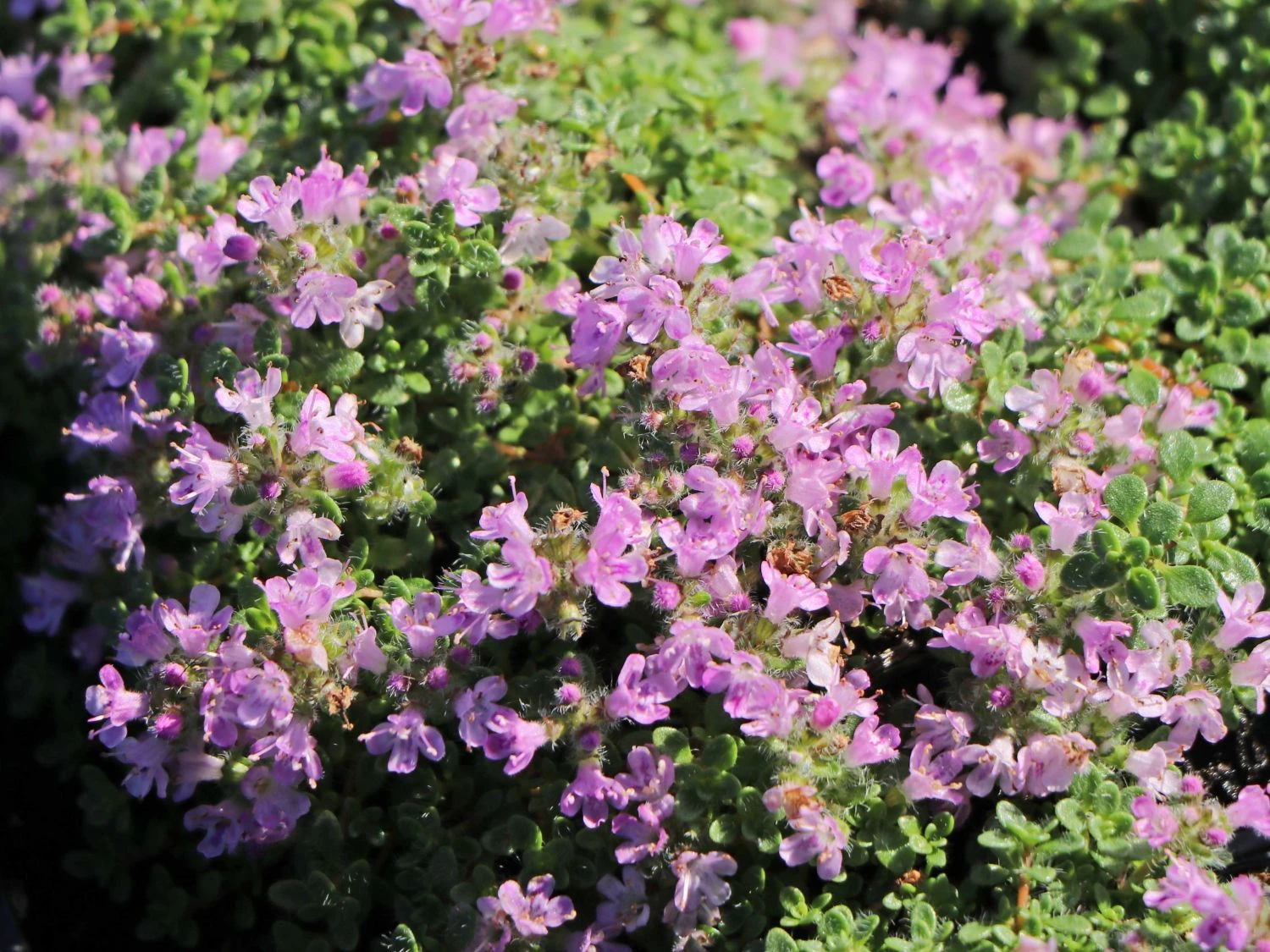 Zwergiger-Thymian 'Minor' 9 Zwergiger-Thymian 'Minor' – Bild 7