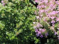 Zwergiger-Thymian 'Minor' 17 Zwergiger-Thymian 'Minor' -Günstiges Erd Seele Geschäft zwergiger thymian minor m011280 w 6