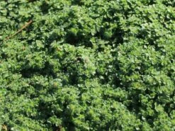 Zwergiger-Thymian 'Minor' 20 Zwergiger-Thymian 'Minor' -Günstiges Erd Seele Geschäft zwergiger thymian minor m011280 w 7