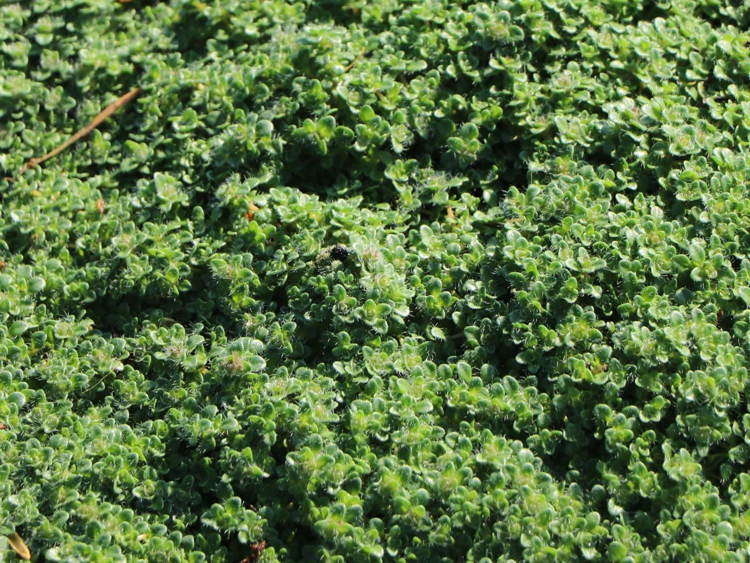 Zwergiger-Thymian 'Minor' 11 Zwergiger-Thymian 'Minor' – Bild 9