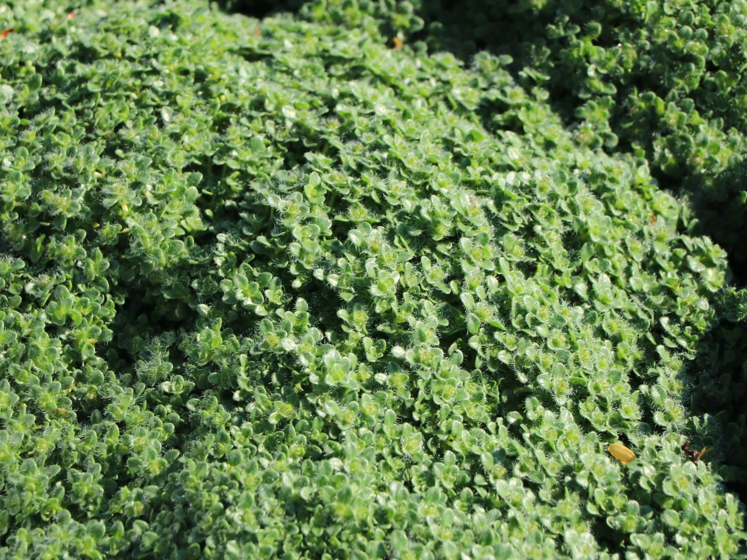 Zwergiger-Thymian 'Minor' 12 Zwergiger-Thymian 'Minor' – Bild 10