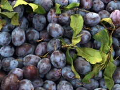 Zwetsche 'Cacaks Schöne'