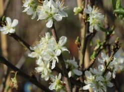 Zwetsche 'Cacaks Schöne' -Günstiges Erd Seele Geschäft zwetsche cacaks schoene m005138 w 0
