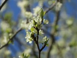 Zwetsche 'Frühe Fruchtbare' -Günstiges Erd Seele Geschäft zwetsche fruehe fruchtbare m005140 w 0