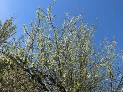 Zwetsche 'Frühe Fruchtbare' -Günstiges Erd Seele Geschäft zwetsche fruehe fruchtbare m005140 w 2