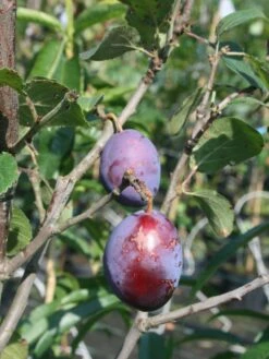 Zwetsche 'Geisenheimer Top' -Günstiges Erd Seele Geschäft zwetsche geisenheimer top m063116 w 0