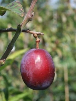 Zwetsche 'Geisenheimer Top' -Günstiges Erd Seele Geschäft zwetsche geisenheimer top m063116 w 2
