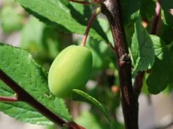 Zwetsche 'Haganta' ® -Günstiges Erd Seele Geschäft zwetsche haganta m045512 w 1