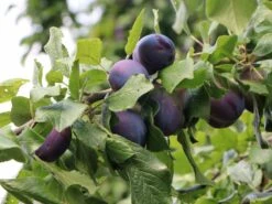 Zwetsche 'Italienische Zwetsche'