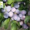 Zwetsche My Little Fruit Hero ® 'Herman' -Günstiges Erd Seele Geschäft zwetsche my little fruit hero herman m122381 h 0