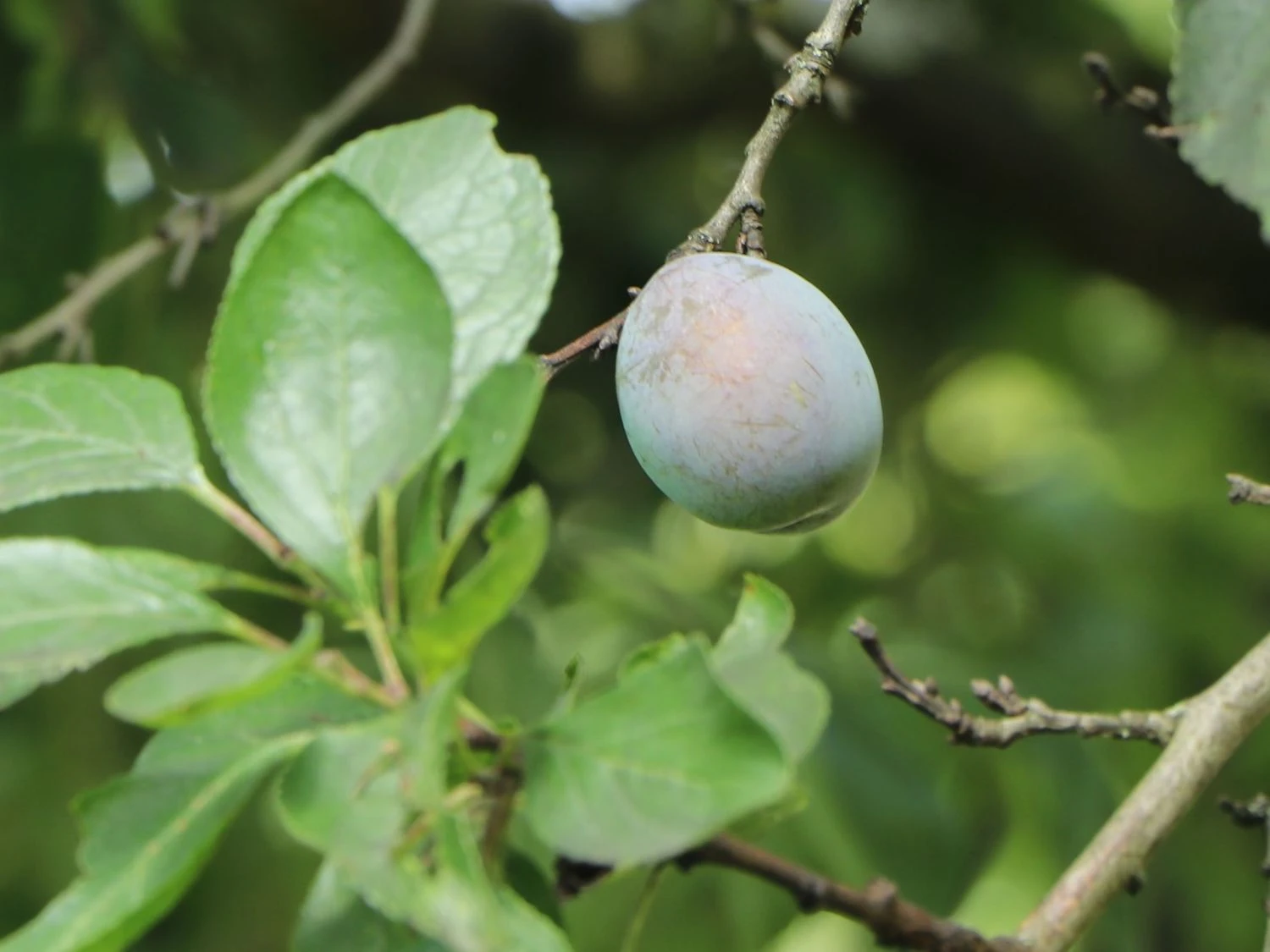 Zwetsche 'Schönberger Zwetsche' / 'Große Hauszwetschge' 4 Zwetsche 'Schönberger Zwetsche' / 'Große Hauszwetschge' – Bild 2