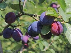 Zwetsche 'Tegera' ®