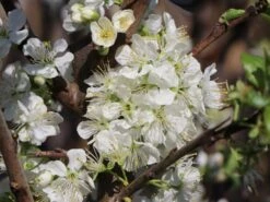 Zwetsche 'Tegera' ® -Günstiges Erd Seele Geschäft zwetsche tegera m045524 w 0