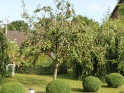 Zwetsche 'Tegera' ® -Günstiges Erd Seele Geschäft zwetsche tegera m045524 w 2